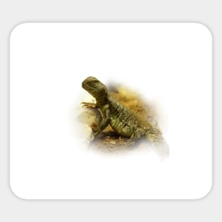 Spiny-tailed lizard Sticker